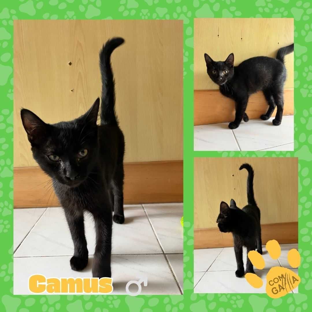 Gatinhos para adoção - Adoção Conjunta