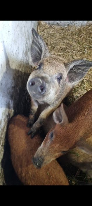 Поросята венгерська мангалиця