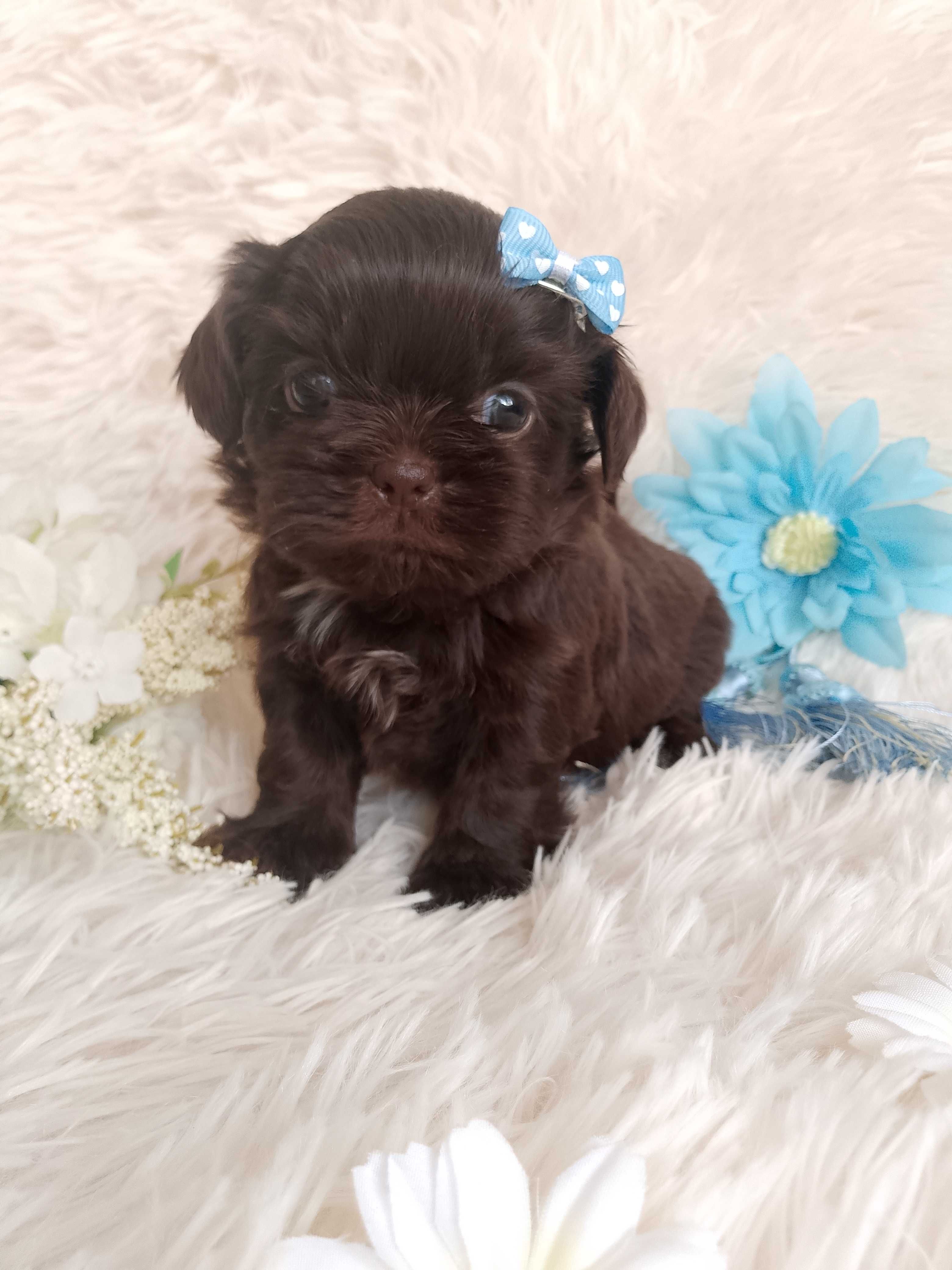 Czekoladowy piesek rasy Shih-Tzu