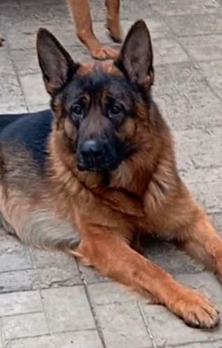 Крупные,породные щенки.