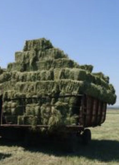 Сено в тюках солома