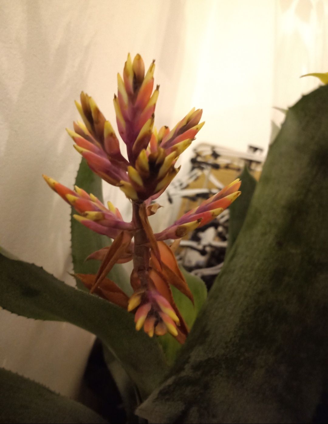 Bromelia pomarańczowy kwiat wytrzymała grubsze ząbkowane liście