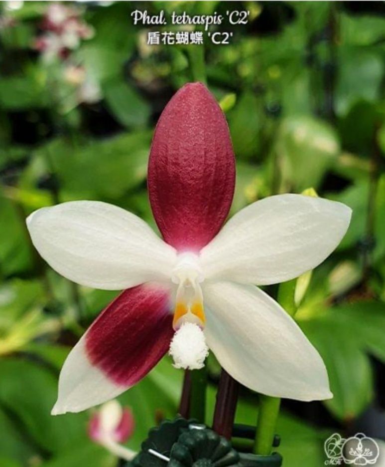 Орхідея фаленопсис Tetraspis S2