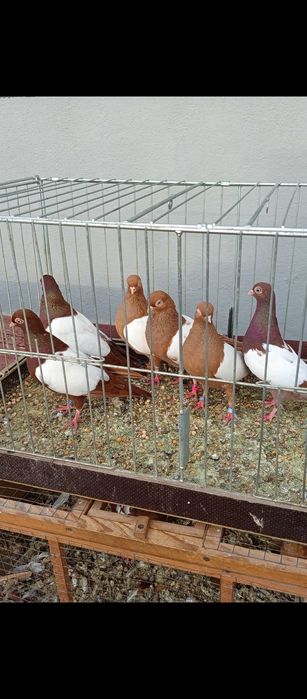 Gołębie luszaki wiedeńskie zulte