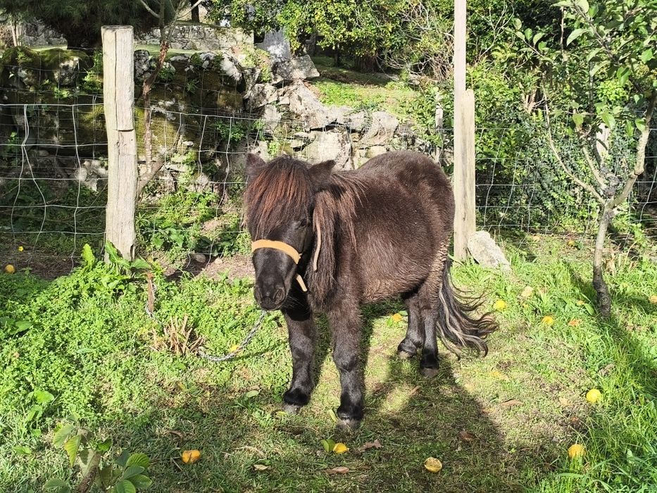 Pônei fêmea montada