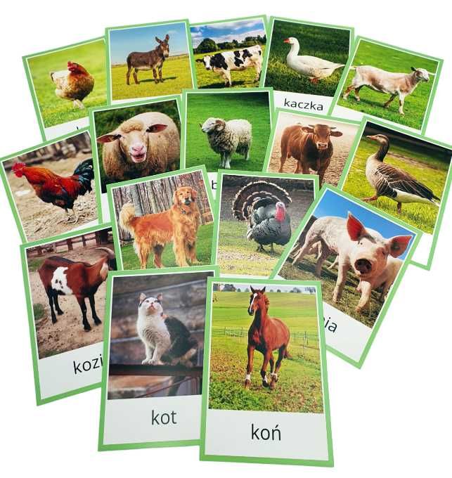 6 x plansze demonstracyjne edukacyjne zwierzęta Afryki leśne wiejskie