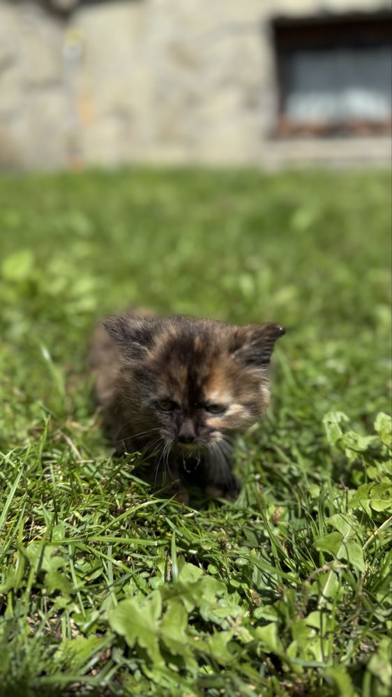 Кошеня кіт киця котенята