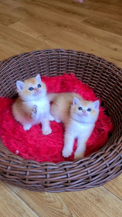 Плюшевые огоньки золотая шиншилла