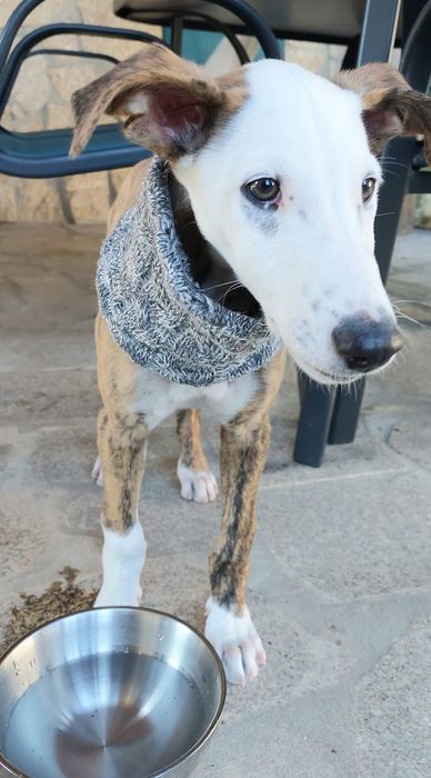 xGalgo para adoção muito responsavel