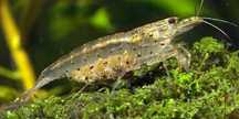 Camarão Amano - Caridina multidentata japonica XL