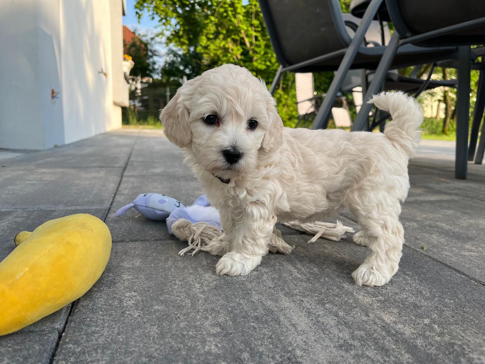 Maltipoo mini suczka