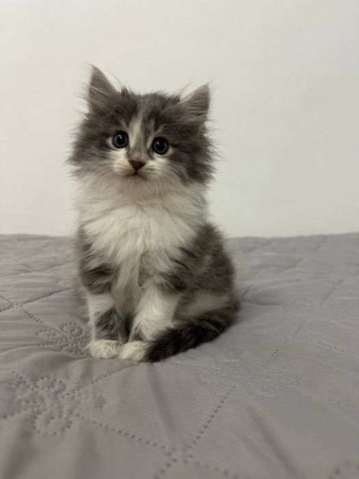 Віддаю кошення у добрі руки БЕЗКОШТОВНО!