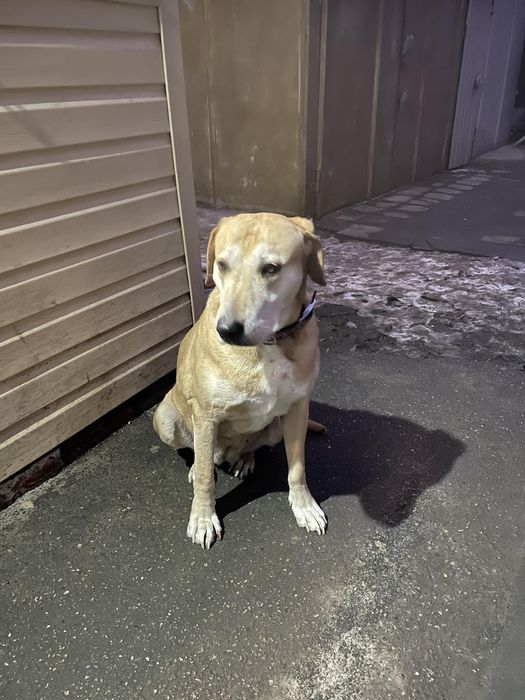 Замечена собака, основа