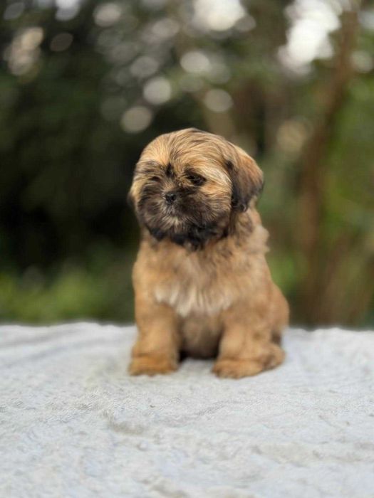 Unikatowy piesek Shih Tzu!