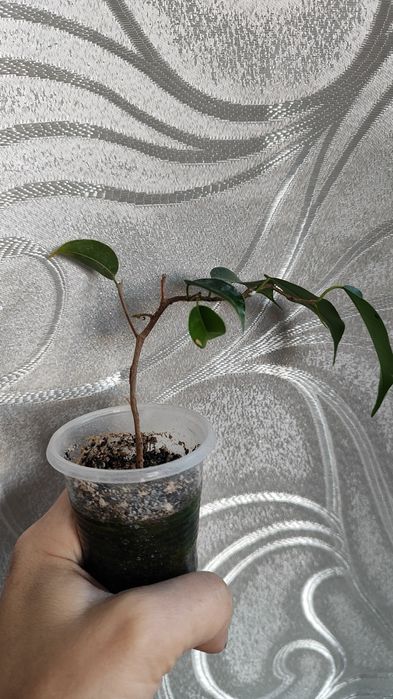 Продам Фикус  Вианди