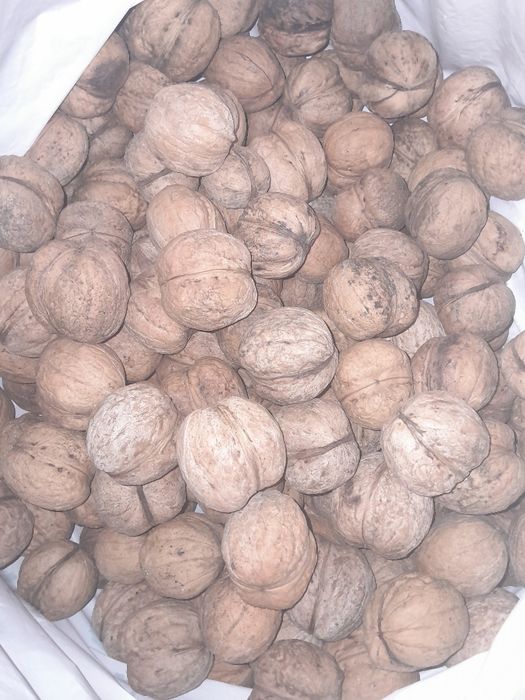 Продаётся грецкий орех