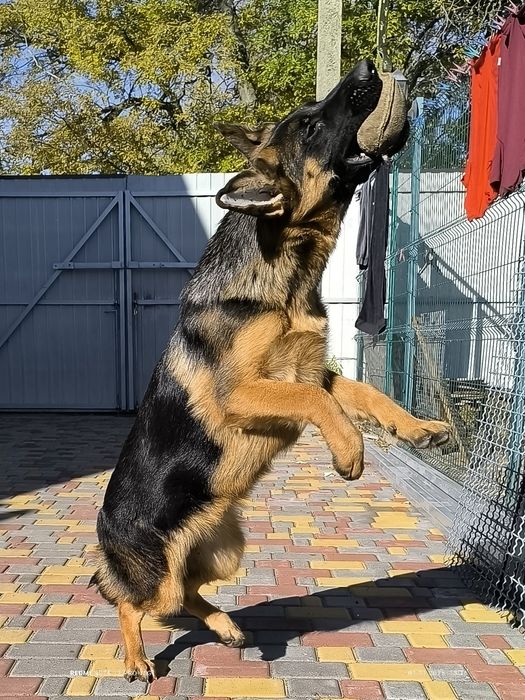 Підрощена дівчинка 6 місяців