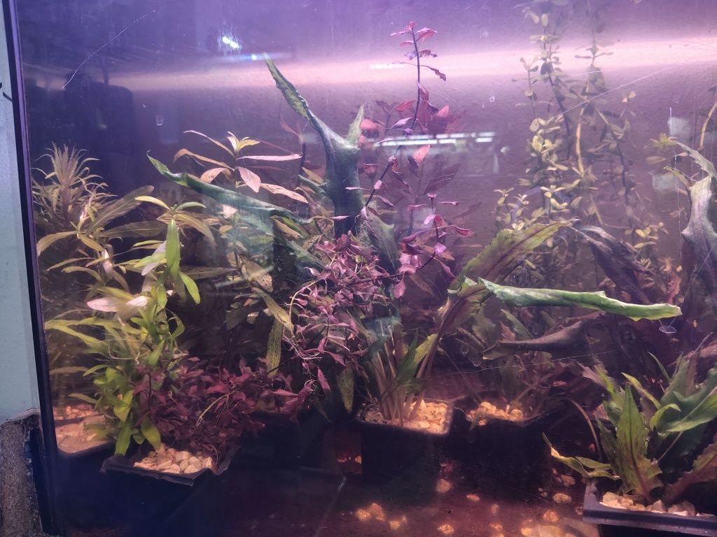 Plantas  aquário