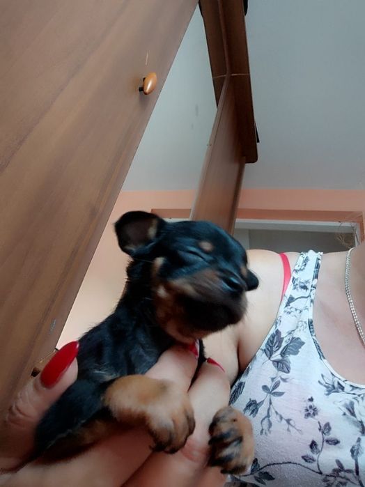 Pinczerek xs  do rezerwacji