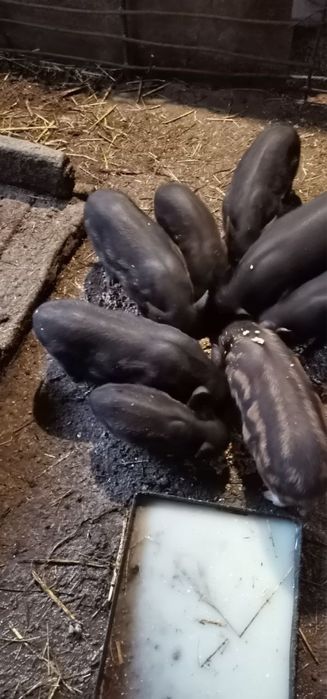 Вʼєтнамські поросята