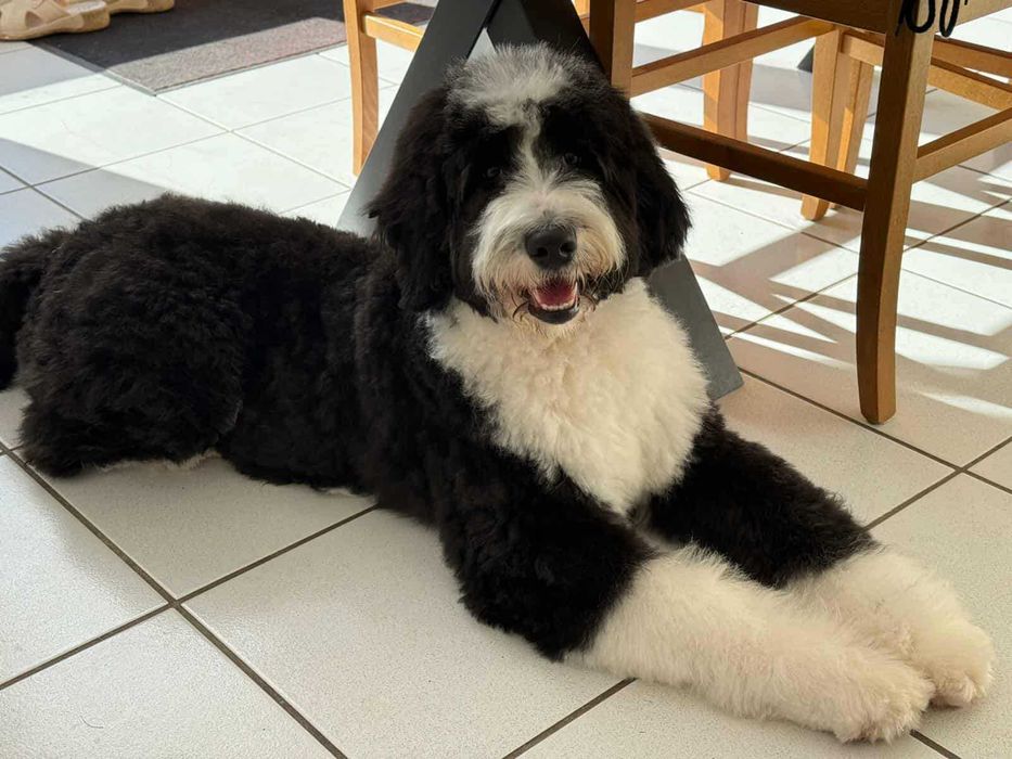 Bernedoodle Standard - unikalna, rodzice FCI