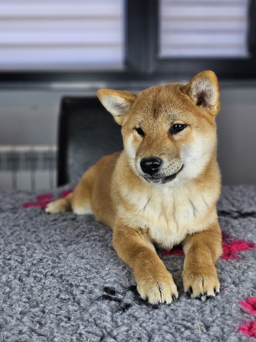Shiba inu ZKWP FCI doskonały rodowód