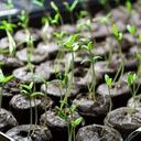 Krążki kokosowe do wysiewania