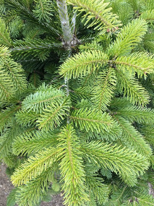 Jodła kaukaska  (Abies nordmanniana)