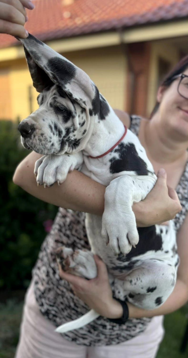 Gotowy na nowy dom. Wyjatkowy dog niemiecki FCI arlekin