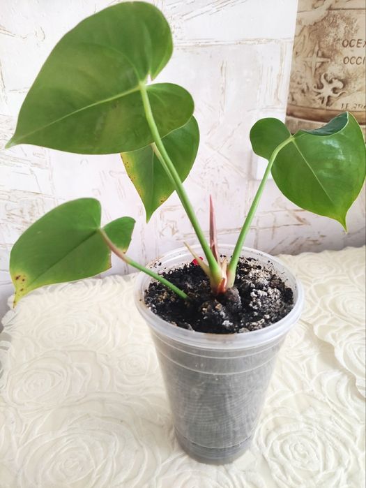 Антуриум и драцена.