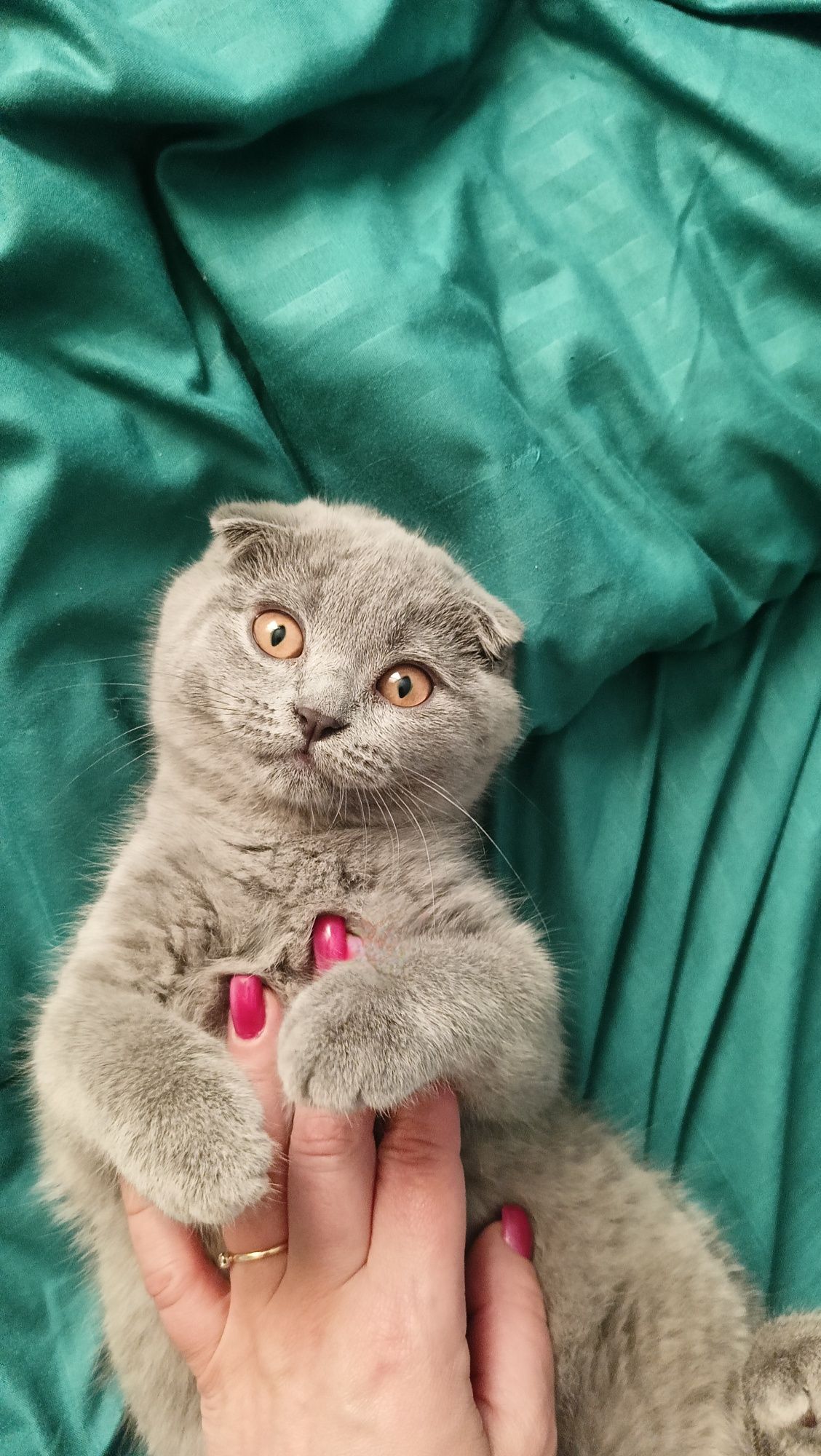 Кошенята Шотландські висловухі