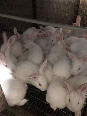 Кролі термонці кролики термонська біла