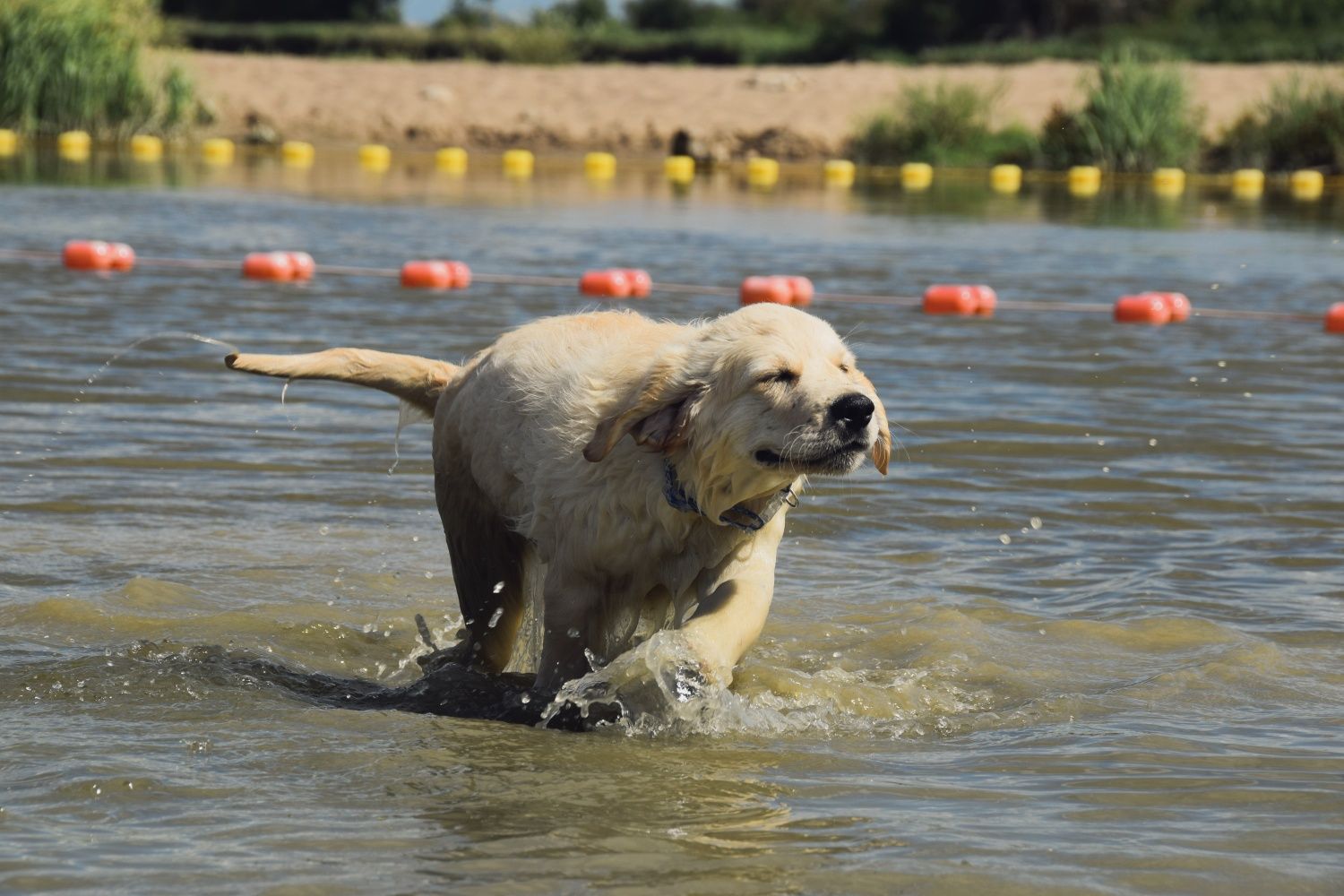 Golden Retriever ZkwP
