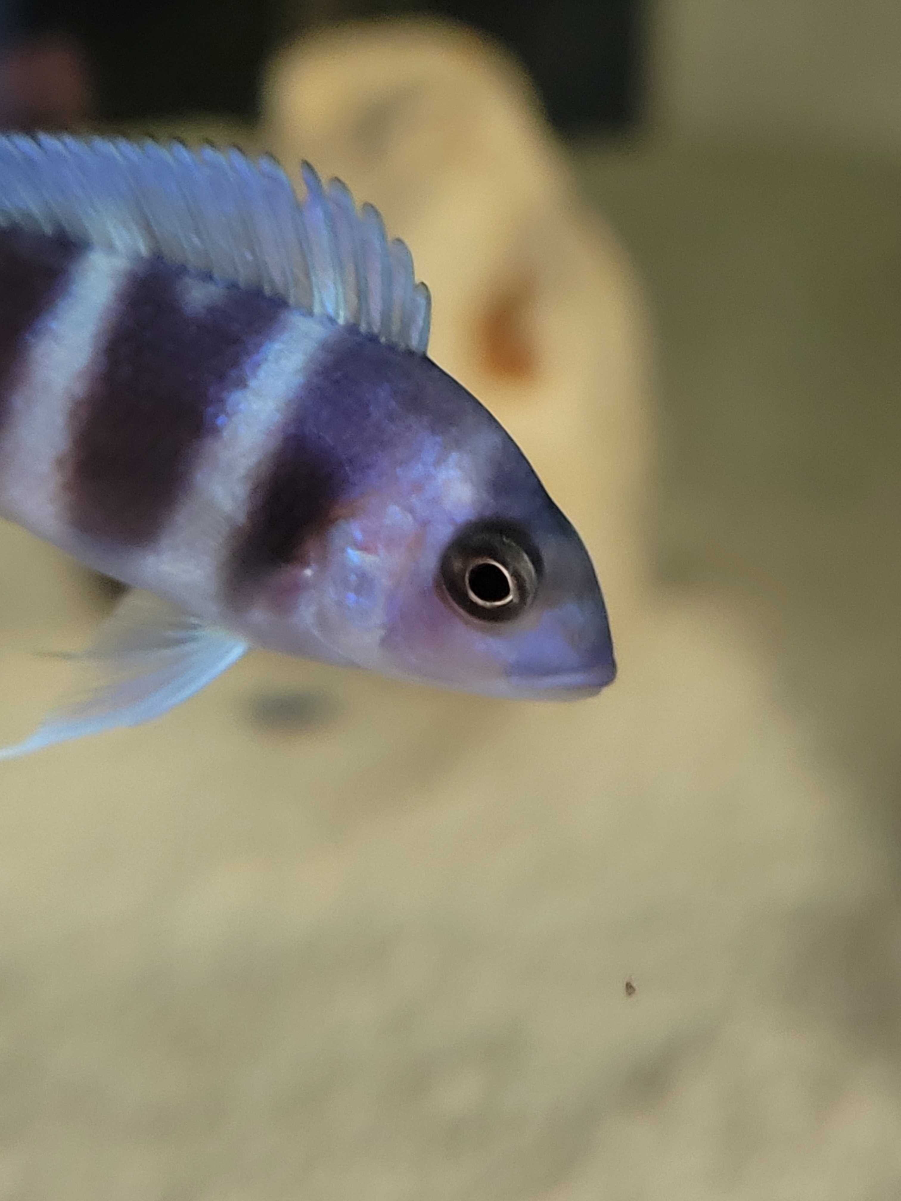 Rybki Cyphotilapia Frontosa Moba Blue Zaire