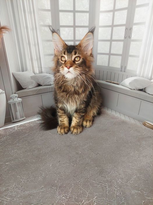 В питомнике Мейнкунчиков пополнение.