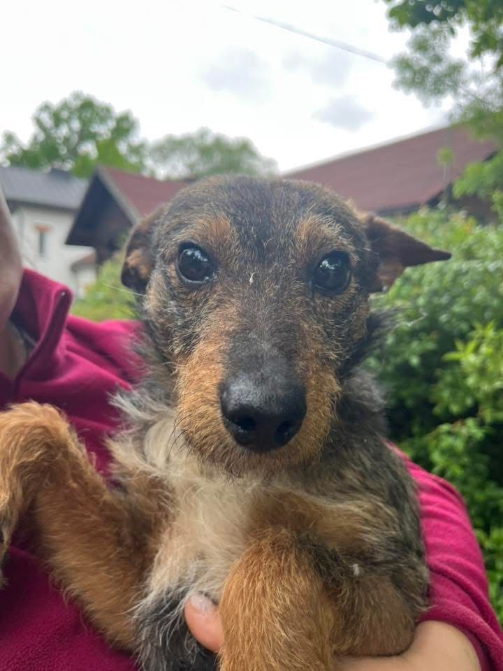 Tymek szorstki samiec blaga o adopcje!