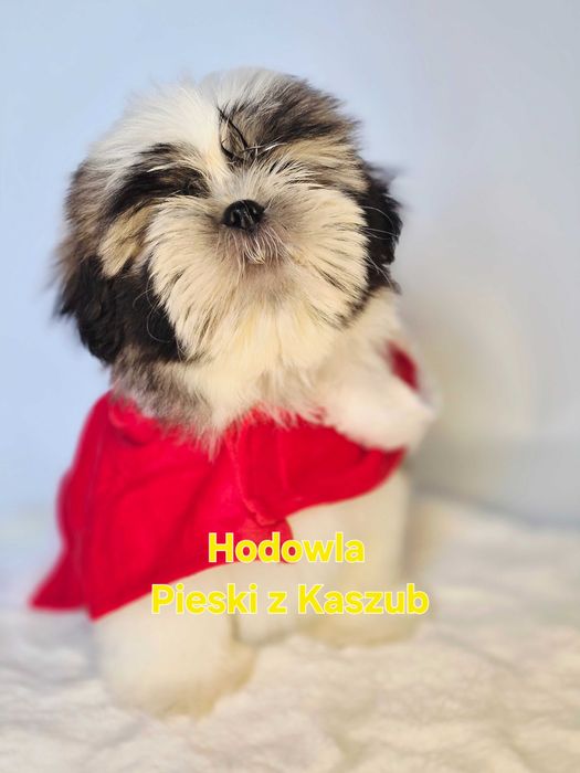 Shih-tzu Lucky Gotowy do Odbioru