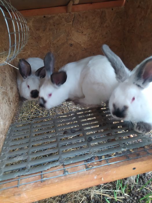 Кролики породы Калифорния