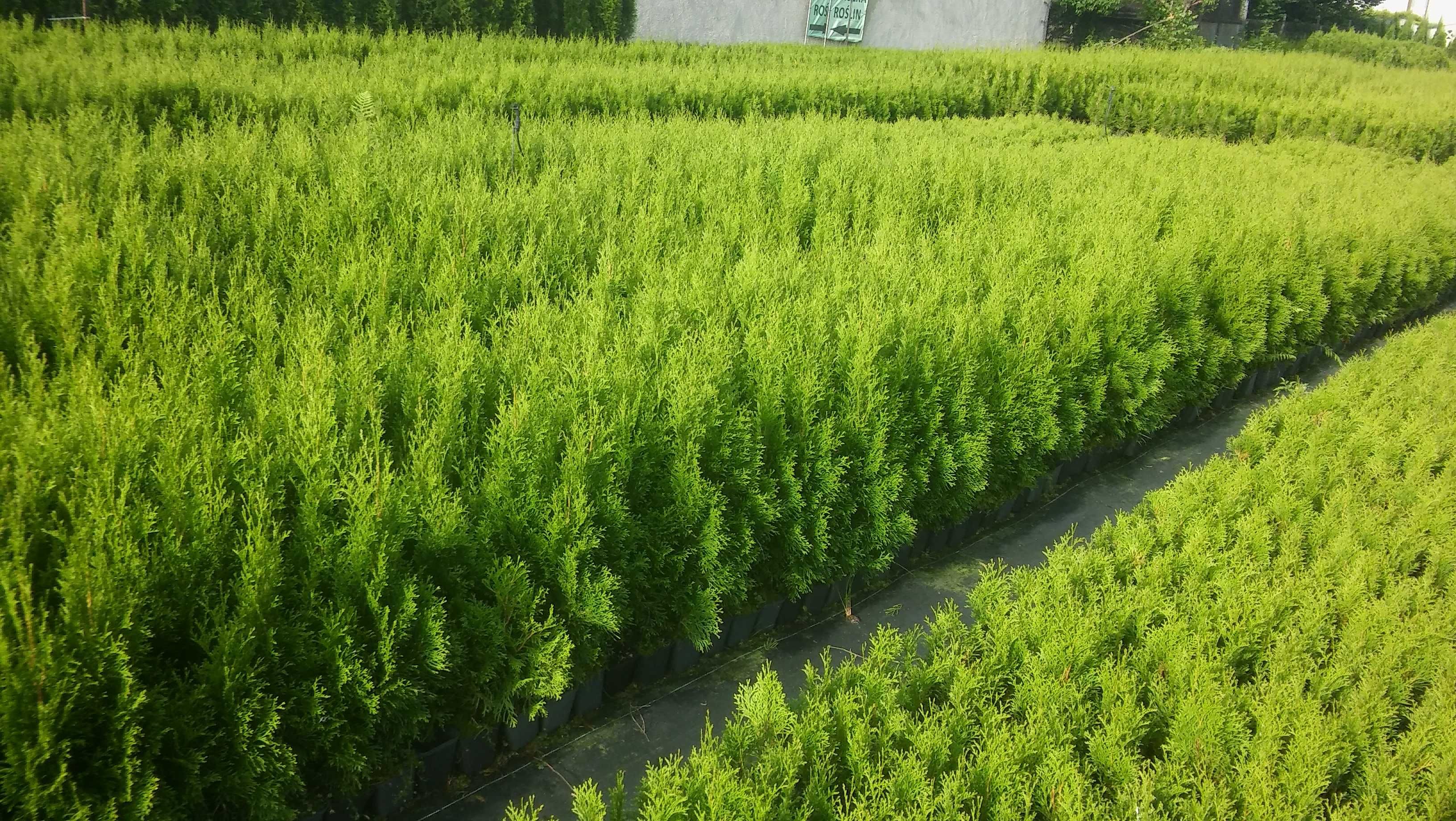 Doniczka P9, thuja smaragd, tuja szmaragd 50-70cm