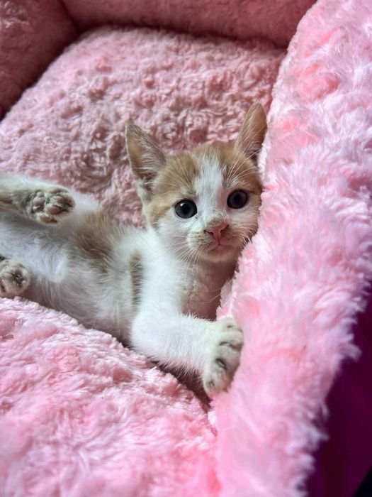Bezdomne kocie dziecko do adopcji