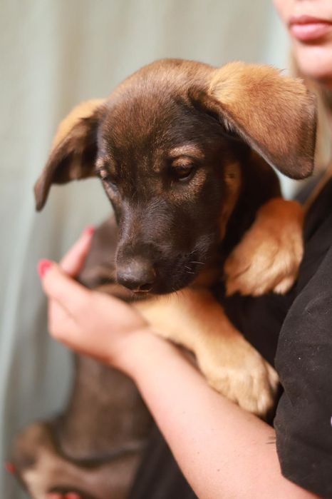 Piesek, taki może troszkę nieśmiały, ale chętnie poleca się do adopcji
