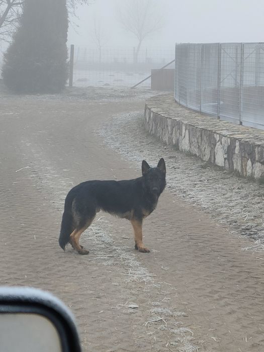 Pies szuka swoich właścicieli lub nowych.