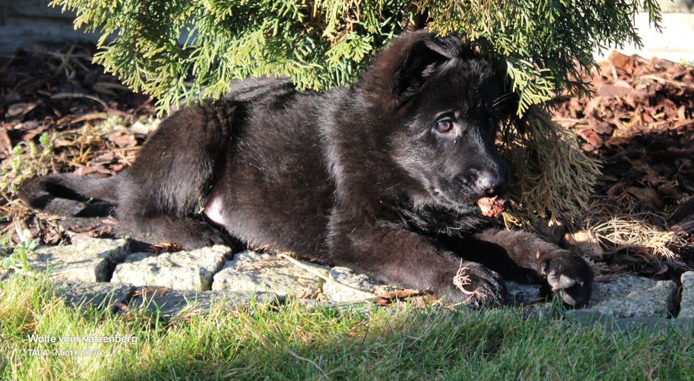 Owczarek niemiecki krótkowłosy szczeniak ojciec Mistrz świata Junior