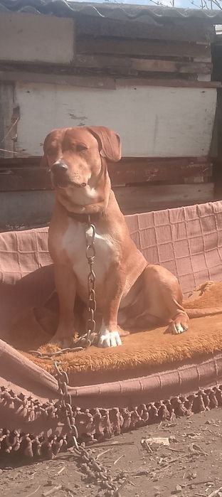 Ам.піт-бультер'єр, віддам у співвласництво.