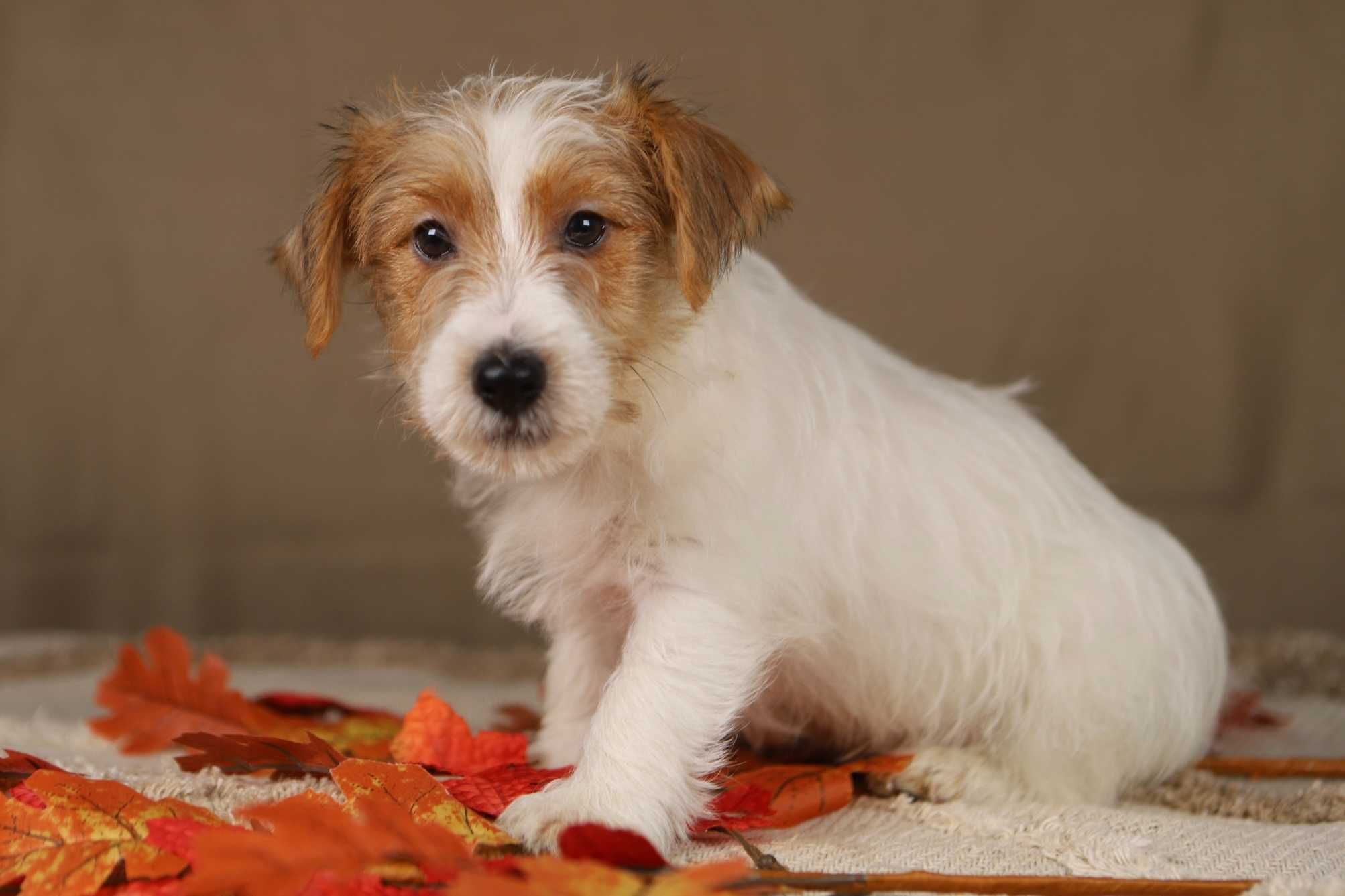 piesek Jack Russell terrier ZKWP/FCI szorstkowłosy