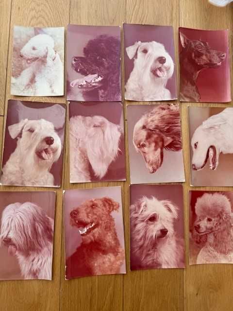 12 pocztówek - psy - rasy psów PRL