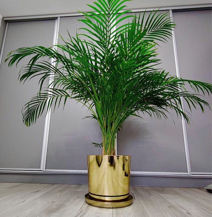 Palma Areka 2-letnia, 150 cm wysokości