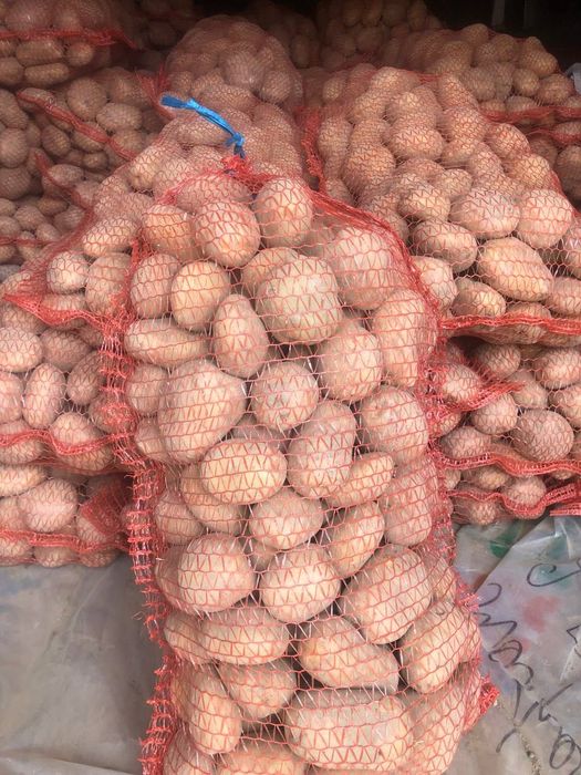 Картопля домашня