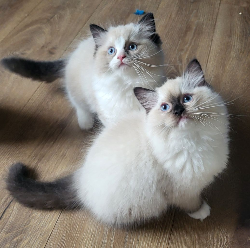 Ragdoll koteczka seal mitted