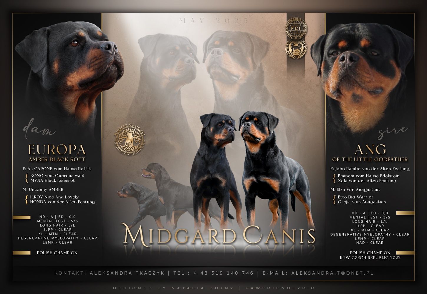Rottweiler szczenię FCI ZKwP szczeniak pies TOP